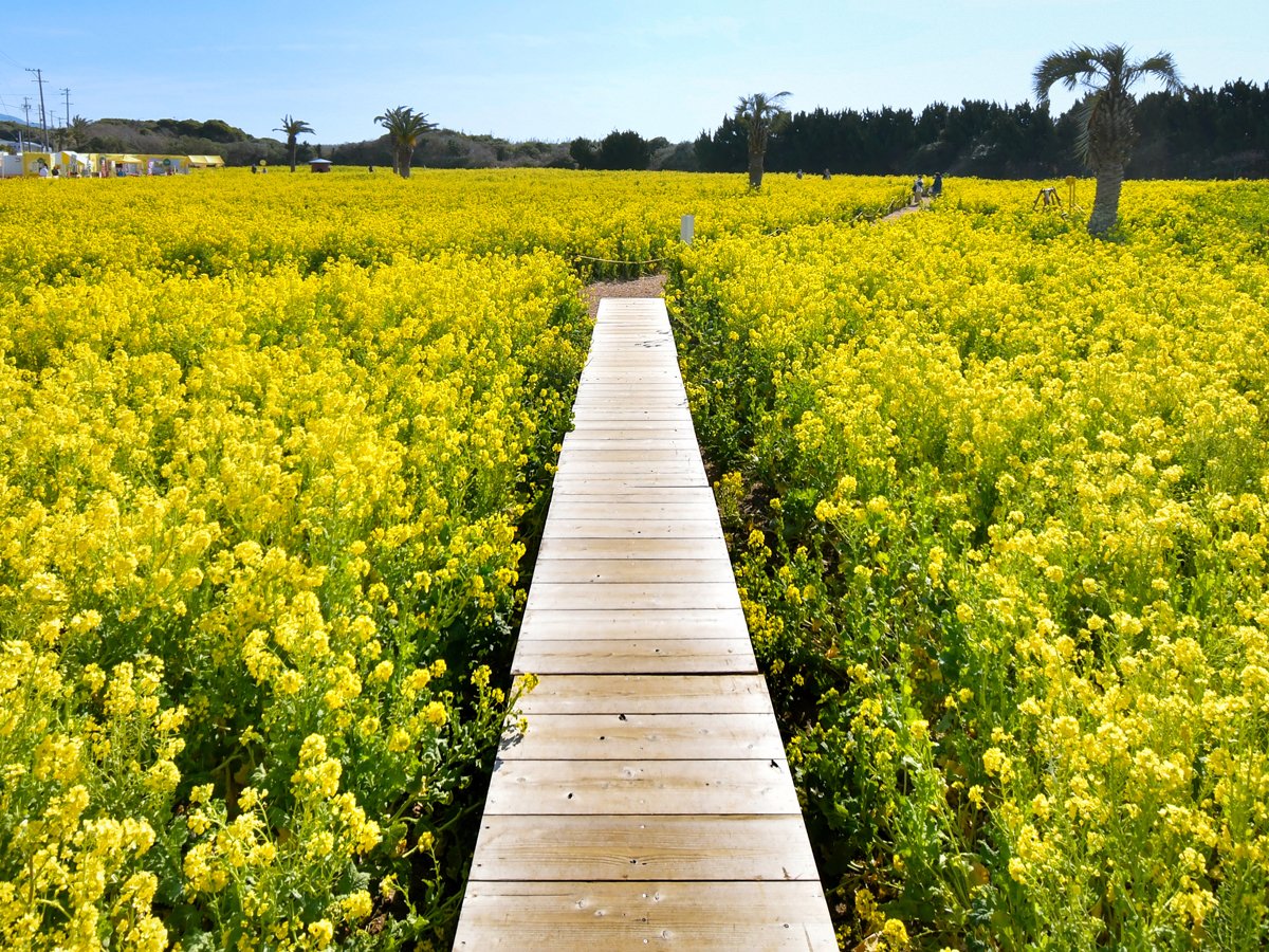 🌼 이라코 유채꽃 가든 이미지 9